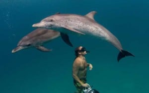 Nager avec les dauphins, toucher un serpent, etc... Réaliser le rêve d'enfant des mariés !